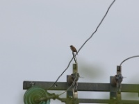 2016-05-14 14h52m10 - Ringmus - Jan van Kleef